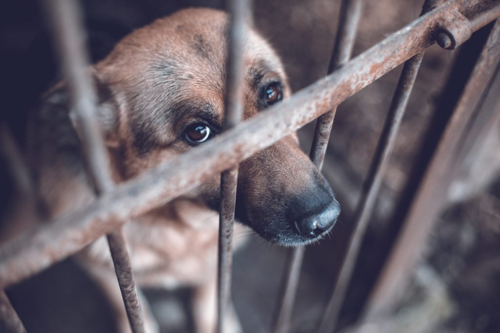 Какая ответственность предусмотрена законом за жестокое обращение  с животными?