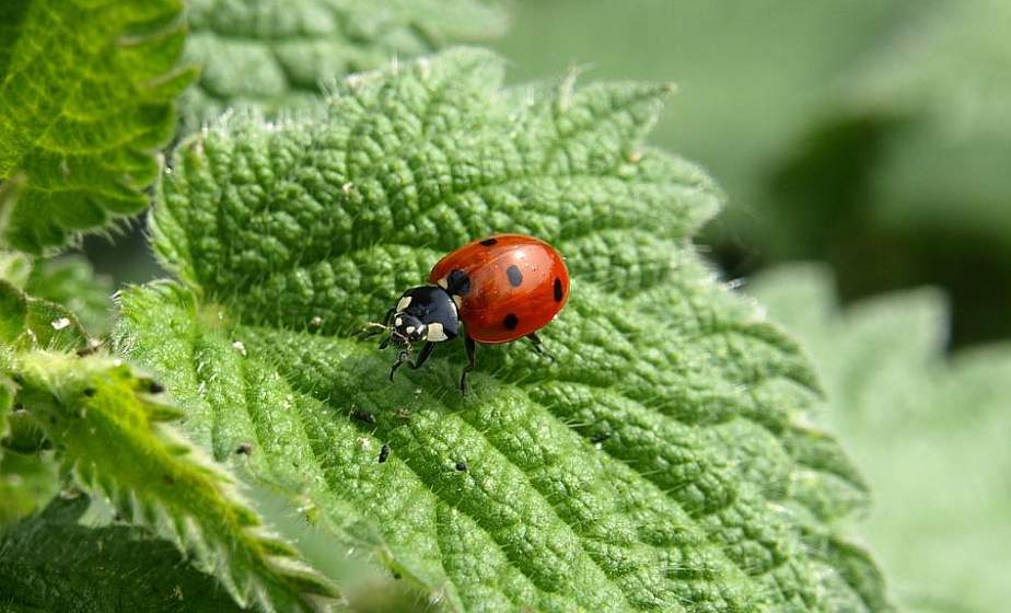 Не только вредители: садовод рассказала о полезных насекомых в вашем огороде