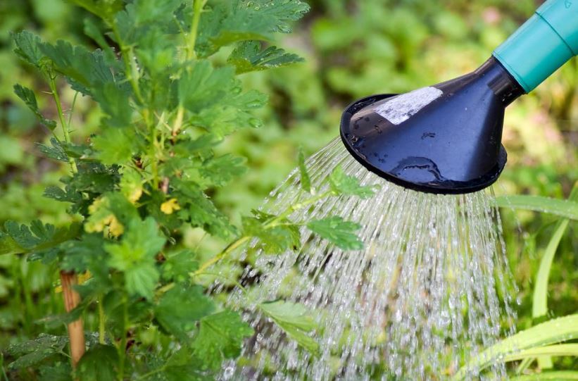 «У растений может резко упасть иммунитет»: как правильно поливать огород в жару?