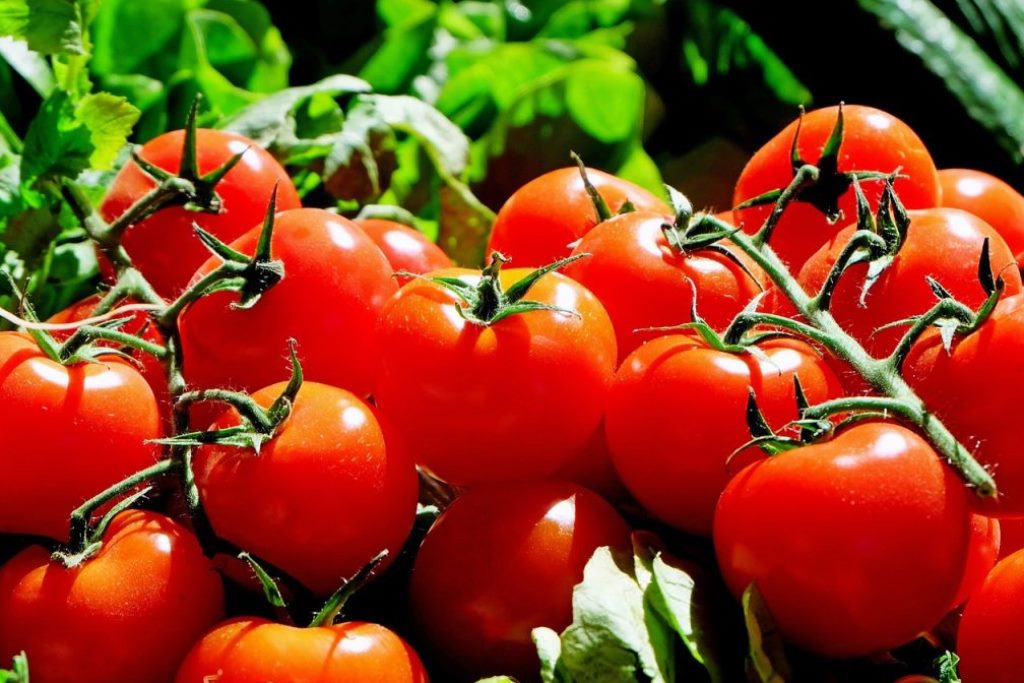 Кто садит помидоры на рассаду в январе и зачем. Благоприятные дни по лунному календарю в 2024 году