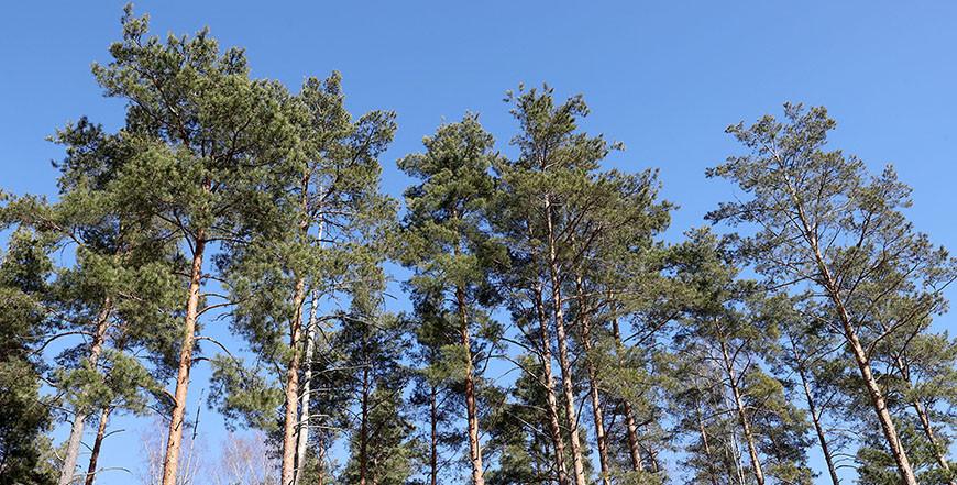 Во всей Гродненской области сохраняется ограничение на посещение лесов