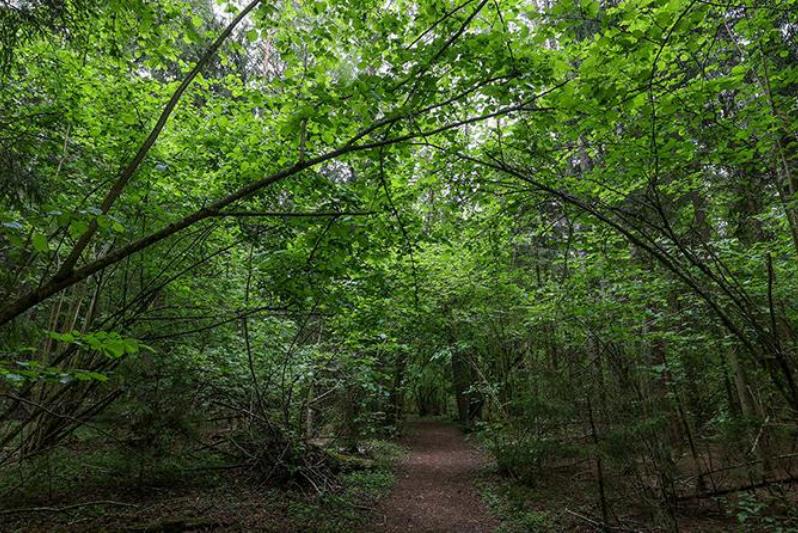 В 16 районах Гродненской области действуют ограничения на посещение лесов