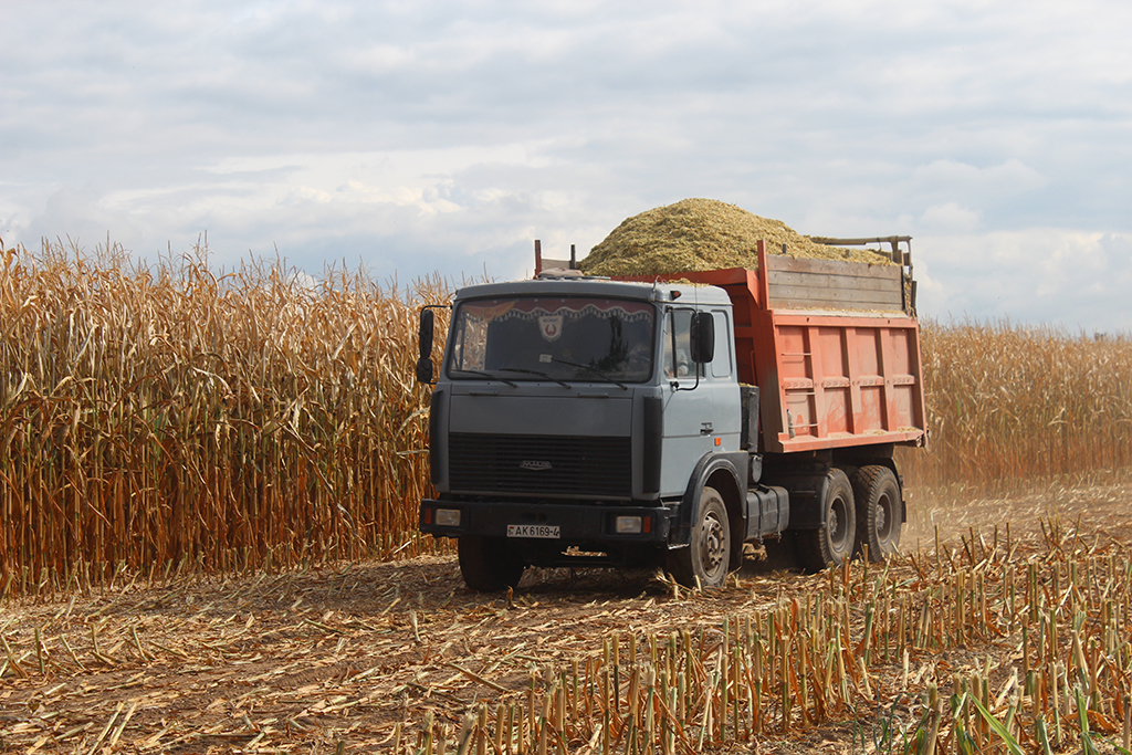 На полях Сморгонщины сформировался неплохой урожай кукурузы