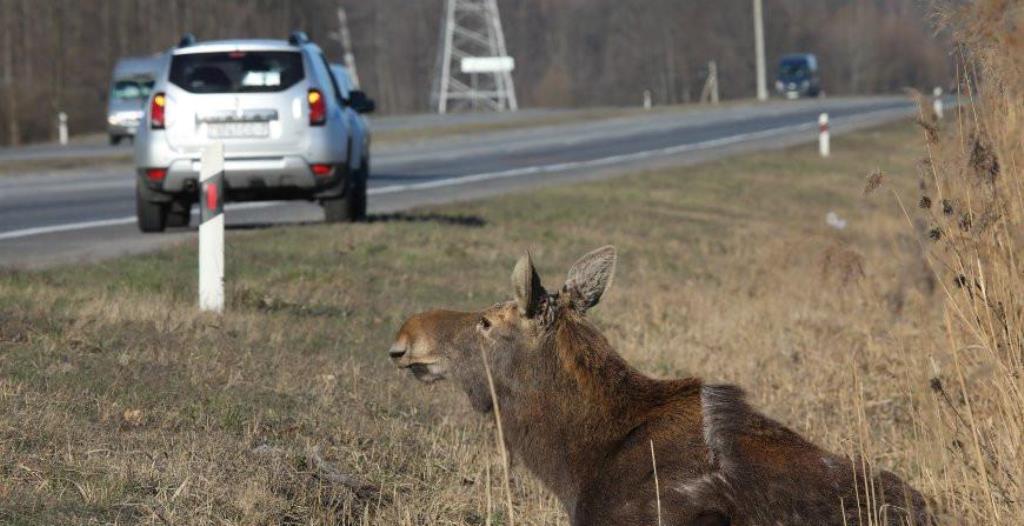 В области выросло число ДТП с участием диких животных. Звери выходят на дорогу даже в областном центре