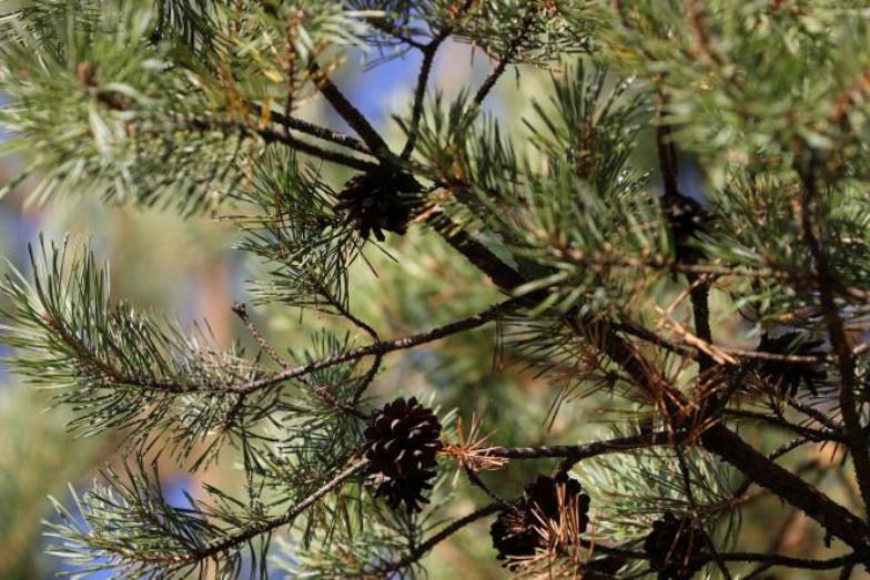 Посещение лесов ограничено на территории всей Гродненской области