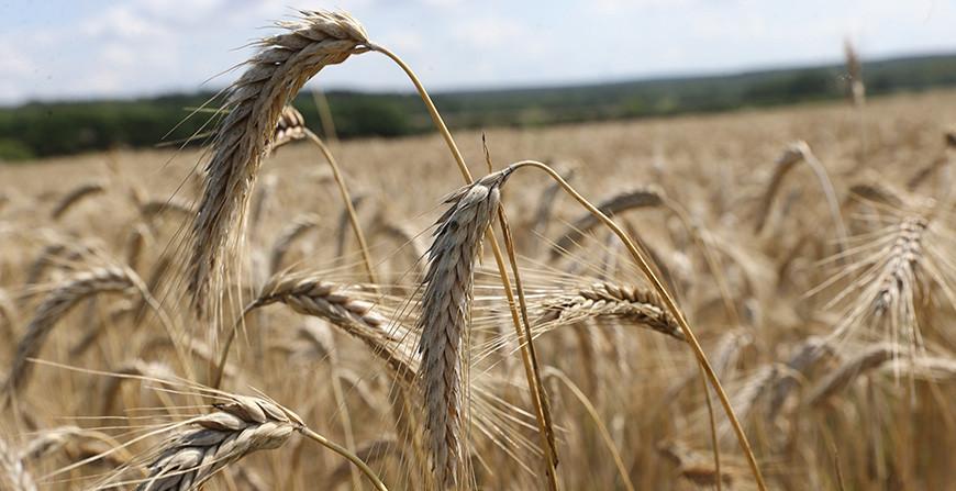 Аграрии собрали более 3,2 млн тонн зерна с учетом рапса