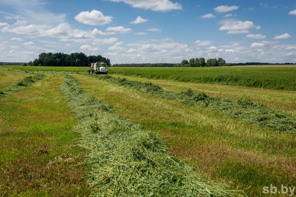 В Беларуси скошено 12 процентов трав второго укоса
