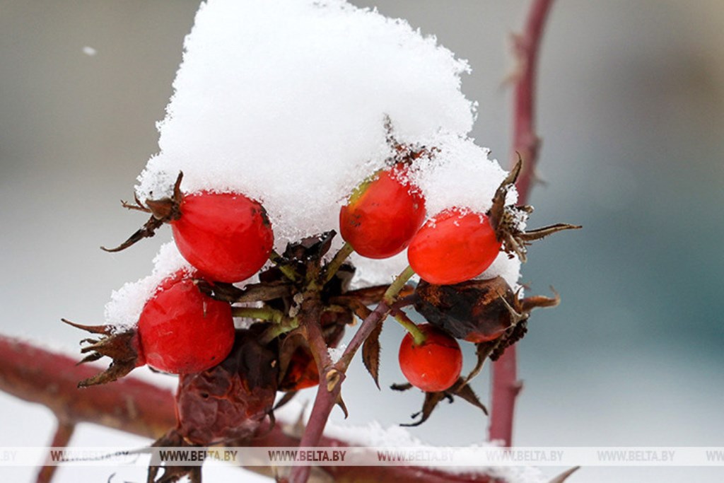 Снег и гололедица ожидаются сегодня в Беларуси