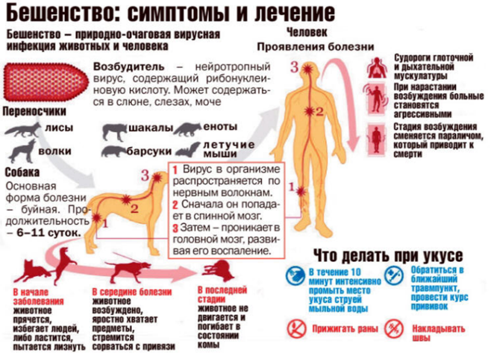 Бешенство