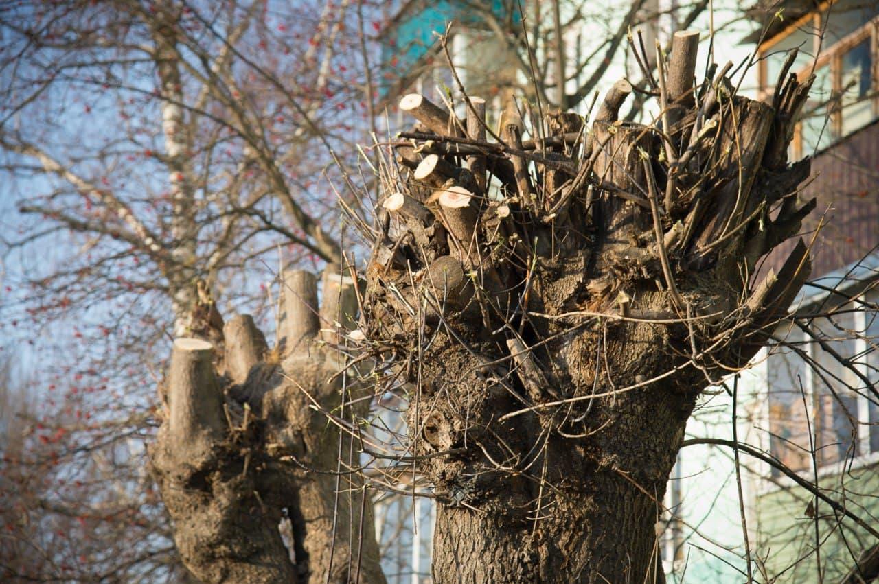 Почему обрезают деревья «под ноль»?