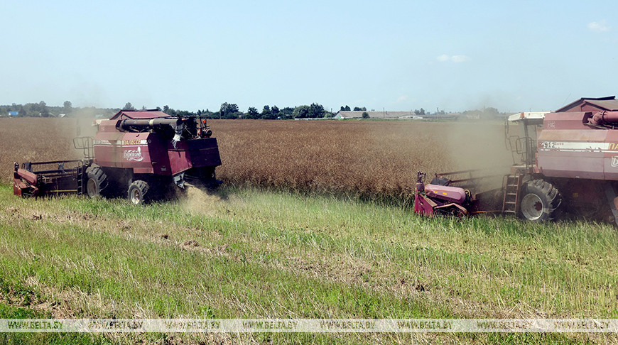 В Беларуси намолотили более 1,9 млн тонн зерна с учетом рапса