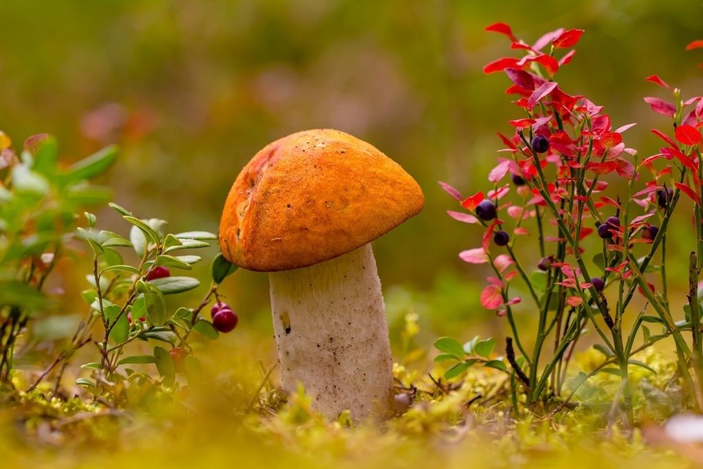 Леса Сморгони обильно плодоносят: читатель прислал полное лукошко грибов