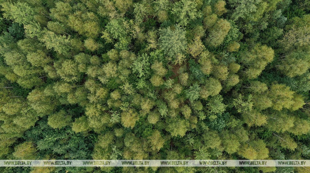 Ограничения на посещение лесов сохраняются в 52 районах Беларуси