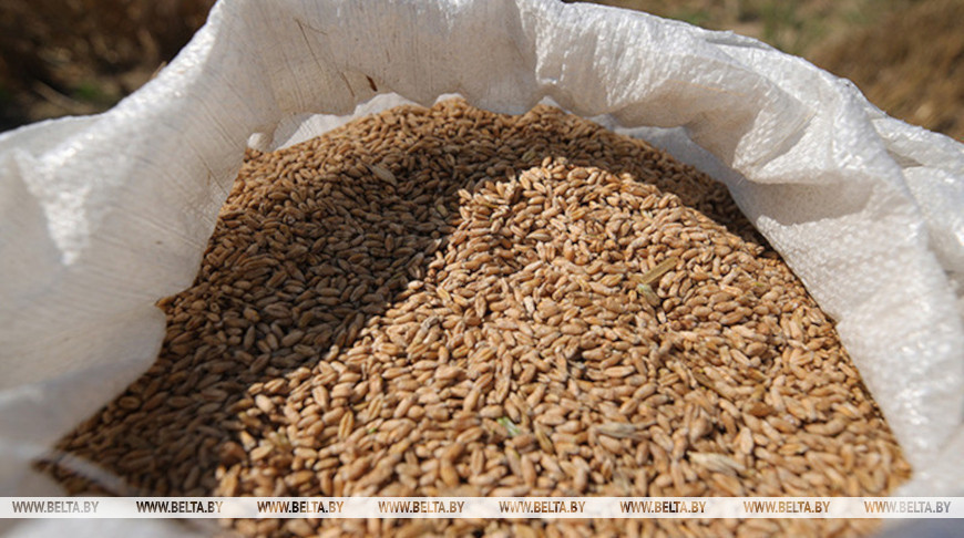 В Беларуси намолотили 698 тыс. тонн зерна