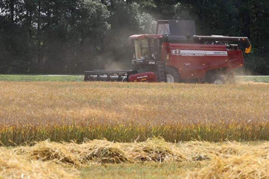 Белорусские аграрии убрали почти 30% зерновых