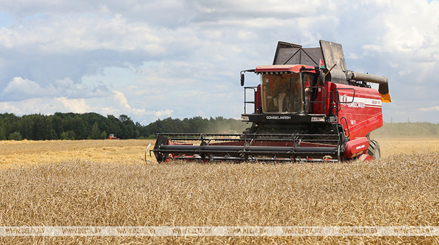 Более 2,3 млн тонн зерна с учетом рапса намолочено в Беларуси