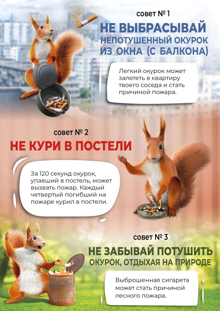 Белочка инфографика.jpg