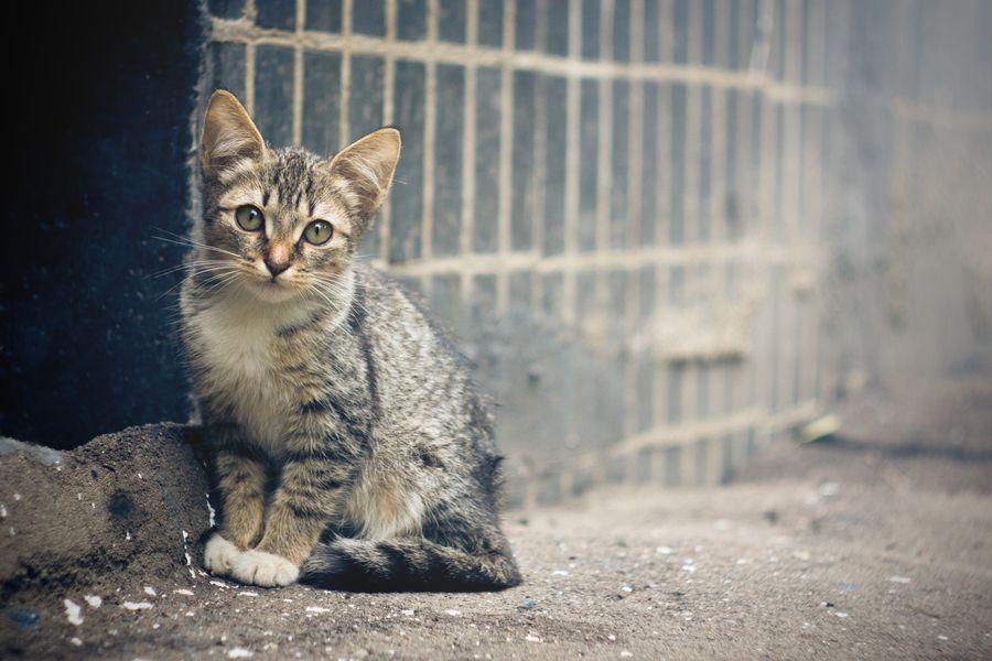 Кину кота. Бездомный кот. Брошенный котенок. Полосатый котенок на улице. Серый котенок на улице.